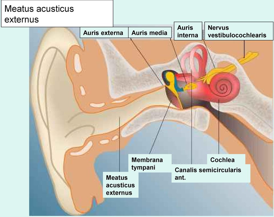 acusticus externus Auris interna Nervus