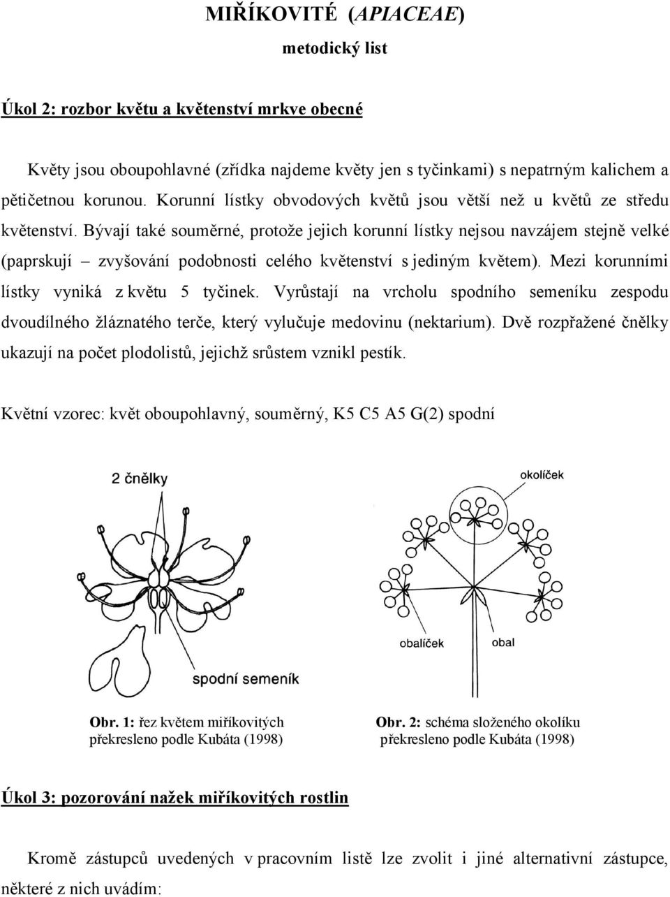 Bývají také souměrné, protože jejich korunní lístky nejsou navzájem stejně velké (paprskují zvyšování podobnosti celého květenství s jediným květem). Mezi korunními lístky vyniká z květu 5 tyčinek.