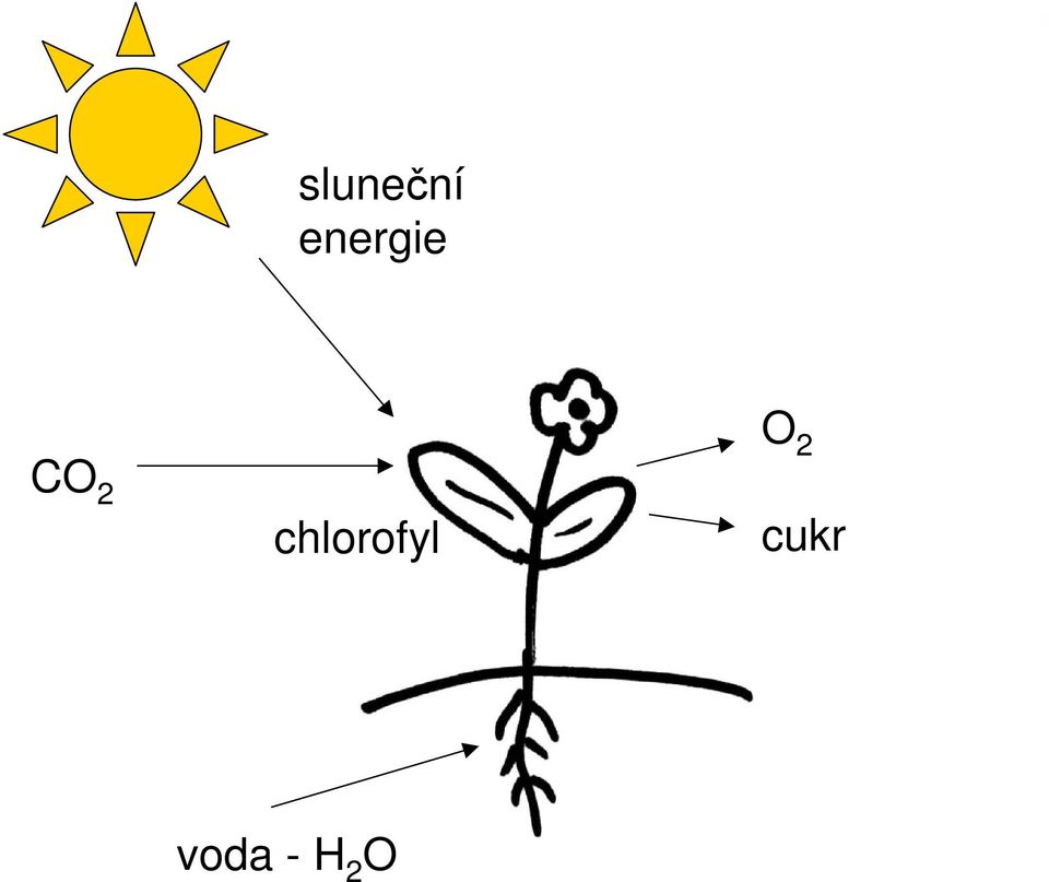 chlorofyl O 2