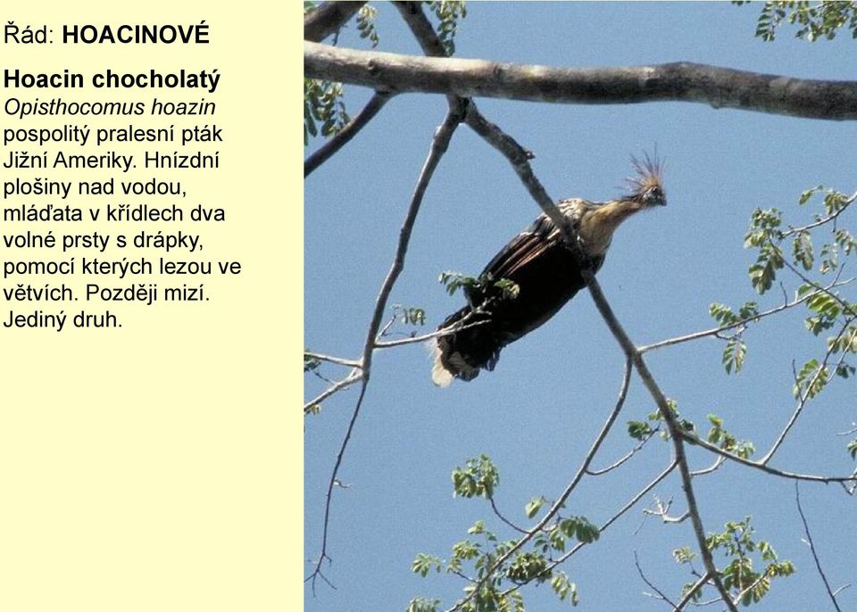 Hnízdní plošiny nad vodou, mláďata v křídlech dva volné