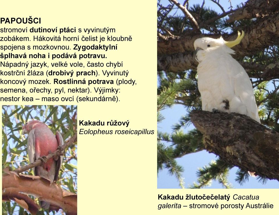 Nápadný jazyk, velké vole, často chybí kostrční žláza (drobivý prach). Vyvinutý koncový mozek.