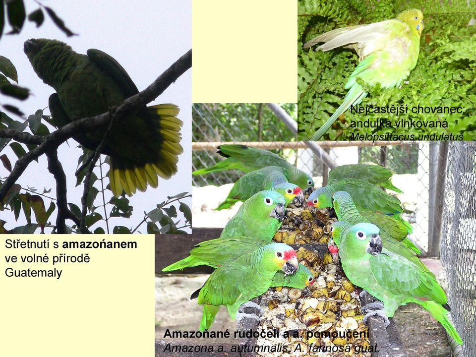 ve volné přírodě Guatemaly Amazoňané rudočelí