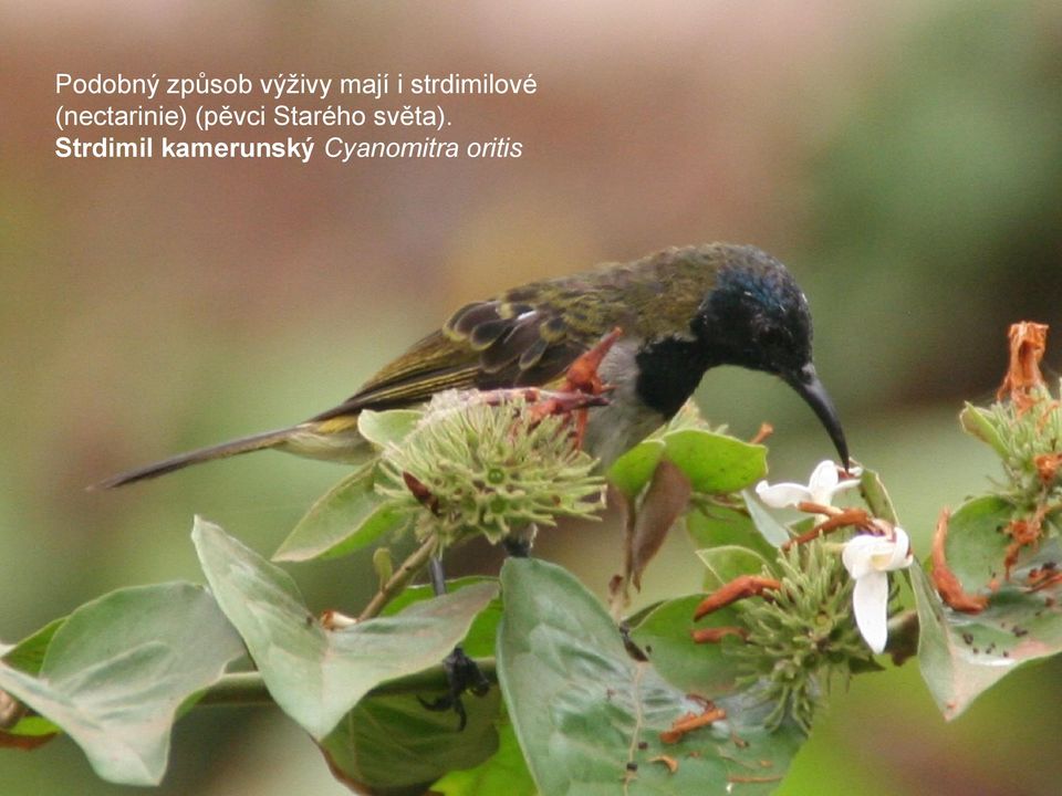 (pěvci Starého světa).