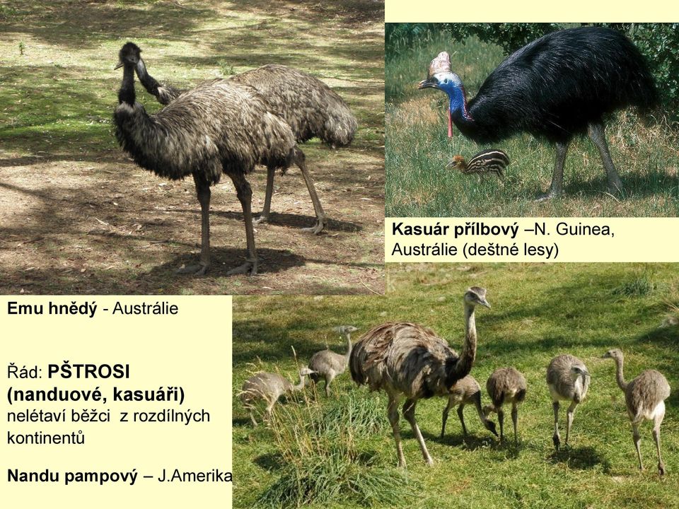 - Austrálie Řád: PŠTROSI (nanduové,