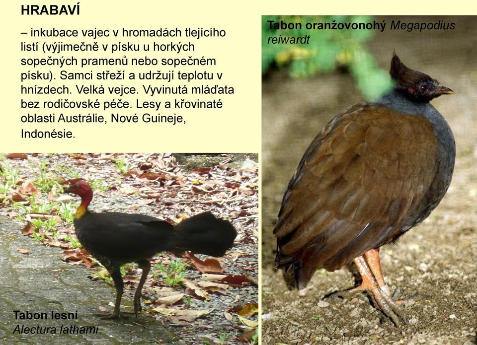 Velká vejce. Vyvinutá mláďata bez rodičovské péče.