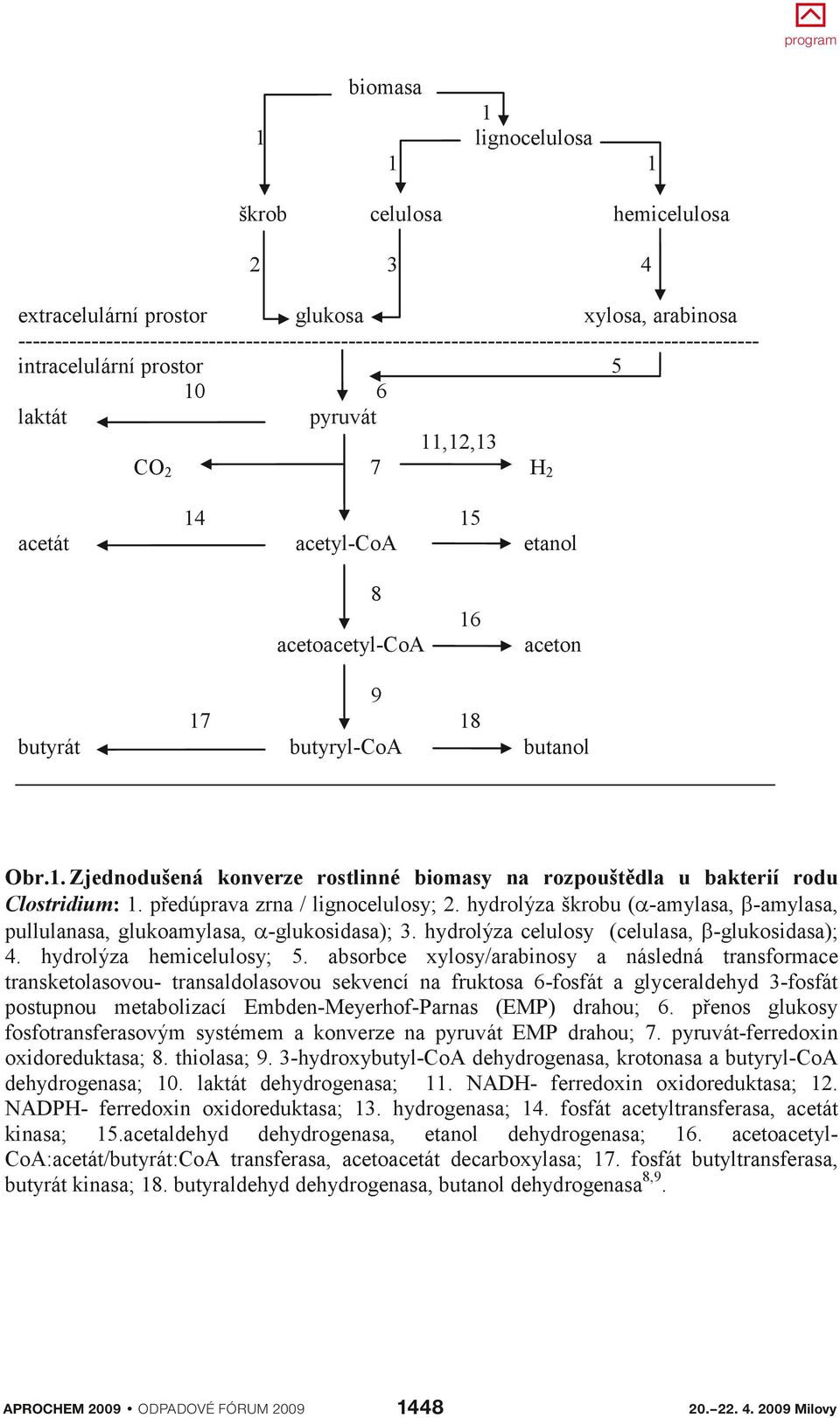 butyrát 7 9 butyryl-coa 5 6 8 etanol aceton butanol Obr.. Zjednodušená konverze rostlinné biomasy na rozpouštědla u bakterií rodu Clostridium:. předúprava zrna / lignocelulosy; 2.