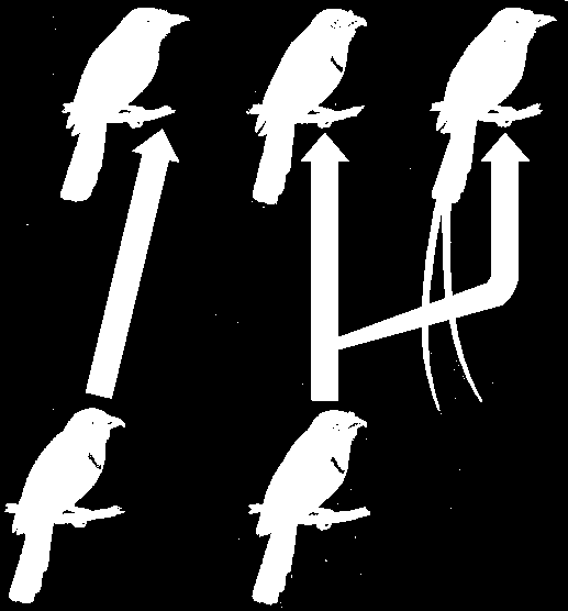 Typy speciace Animace meachanismy speciace http://bcs.whfreeman.com/thelifewire/content/chp24 /2402001.html Animace - alopatrické speciace: http://bcs.whfreeman.com/thelifewire/content/chp24 /2402002.