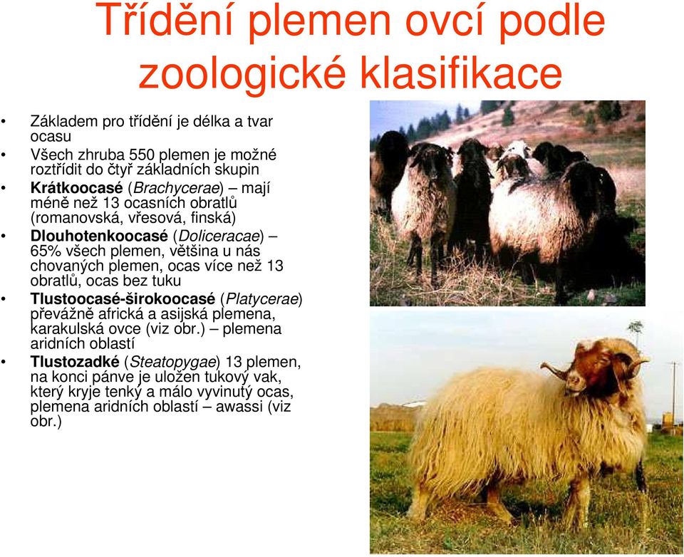 plemen, ocas více než 13 obratlů, ocas bez tuku Tlustoocasé-širokoocasé (Platycerae) převážně africká a asijská plemena, karakulská ovce (viz obr.