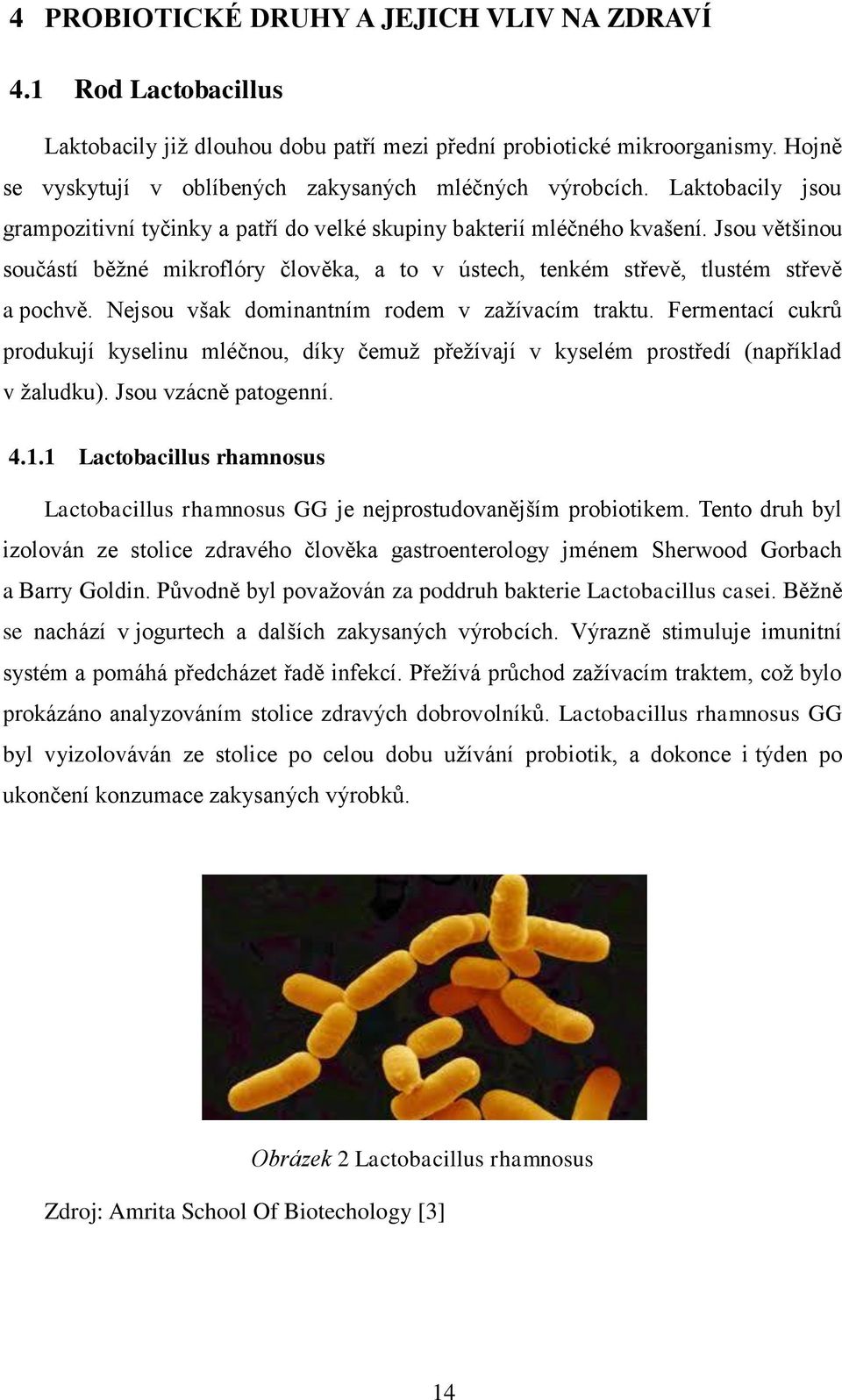 Jsou většinou součástí běžné mikroflóry člověka, a to v ústech, tenkém střevě, tlustém střevě a pochvě. Nejsou však dominantním rodem v zažívacím traktu.