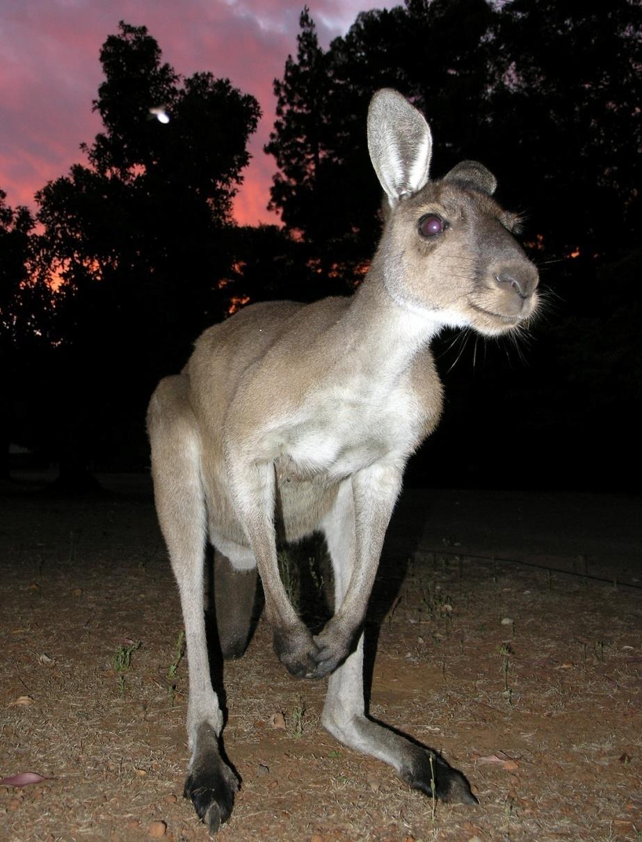 KANGAROO