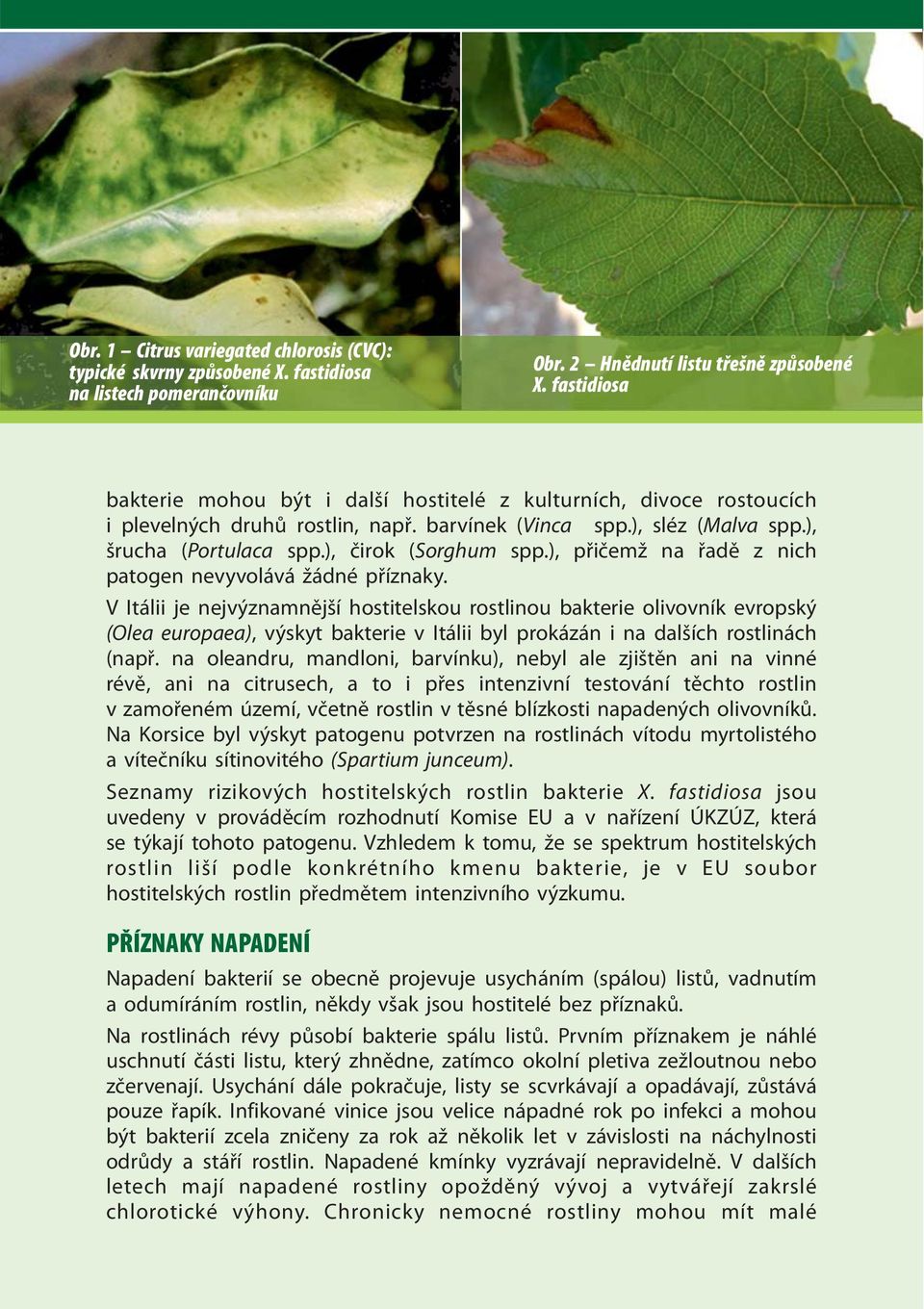 ), čirok ( Sorghum spp.), přičemž na řadě z nich patogen nevyvolává žádné příznaky.