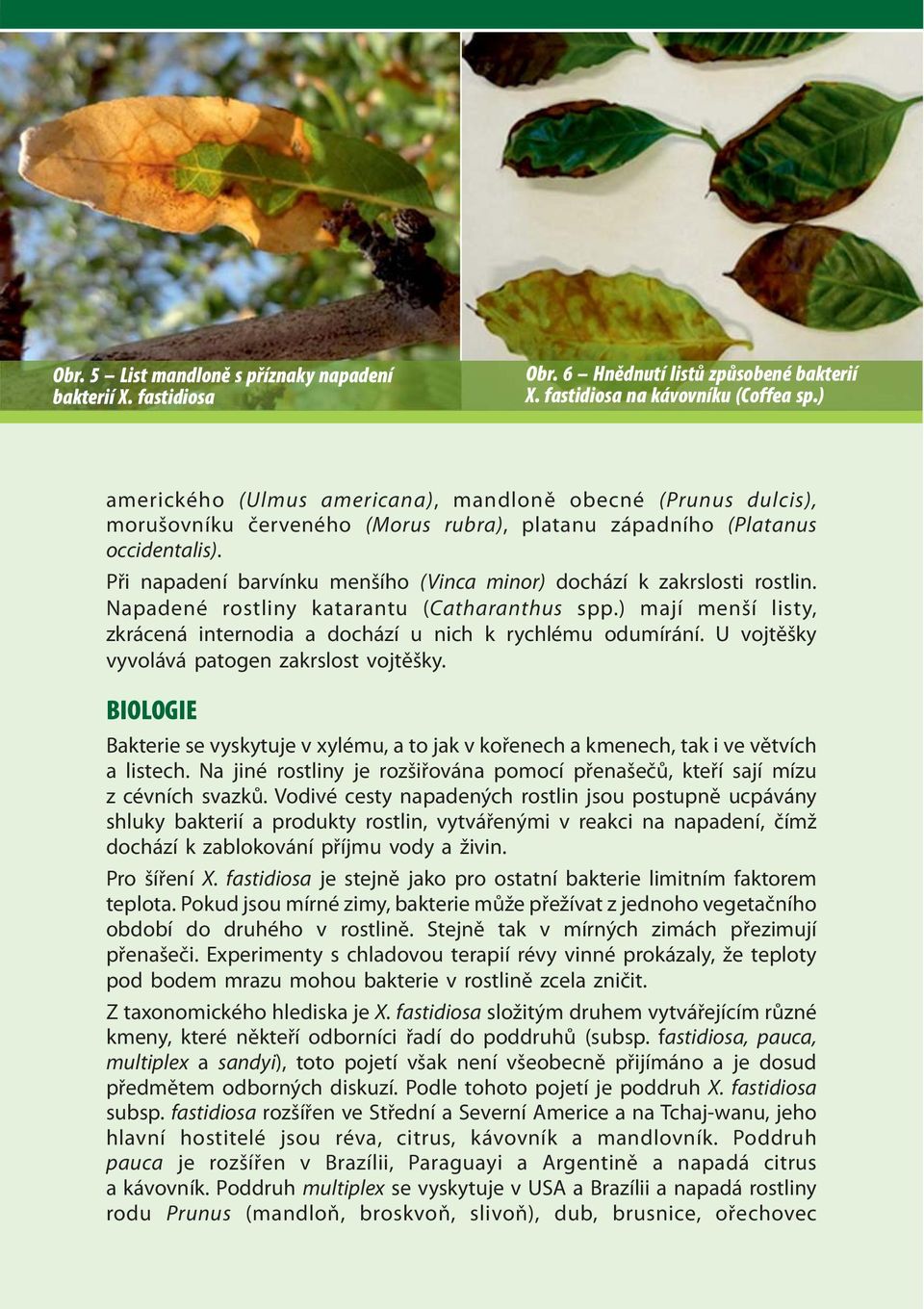 Při napadení barvínku menšího (Vinca minor) dochází k zakrslosti rostlin. Napadené rostliny katarantu ( Catharanthus spp.) mají menší listy, zkrácená internodia a dochází u nich k rychlému odumírání.