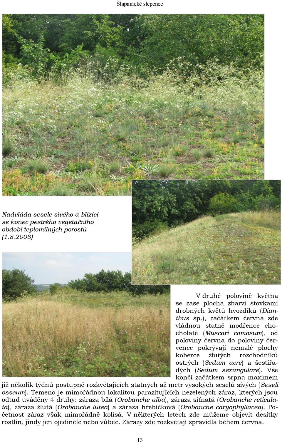 šestiřadých (Sedum sexangulare). Vše končí začátkem srpna maximem již několik týdnů postupně rozkvétajících statných až metr vysokých seselů sivých (Seseli osseum).