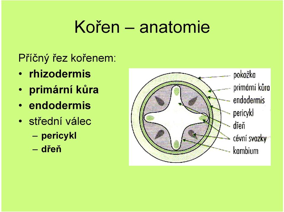 primární kůra endodermis