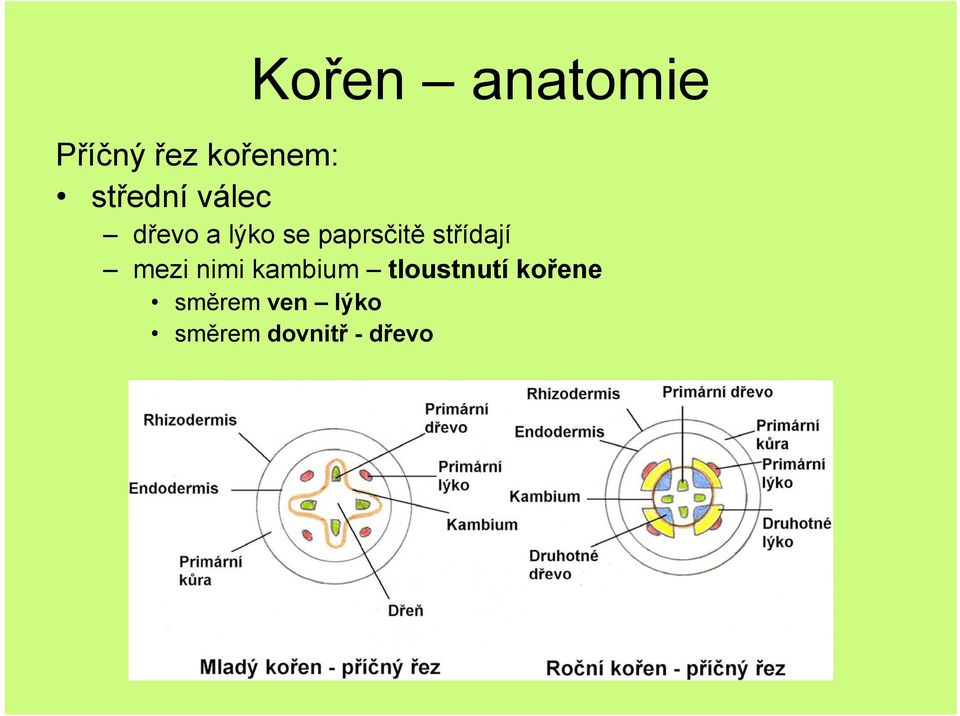 střídají mezi nimi kambium tloustnutí