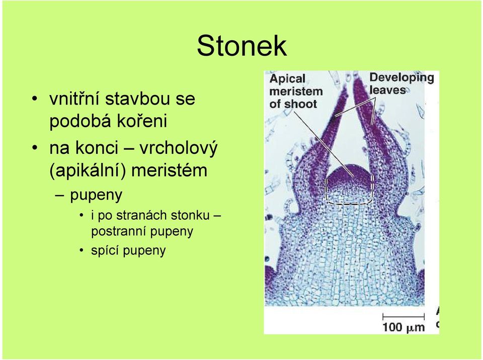 (apikální) meristém pupeny i po