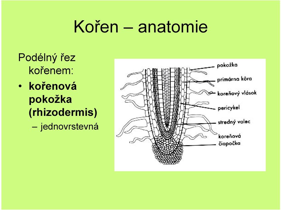 kořenem: kořenová