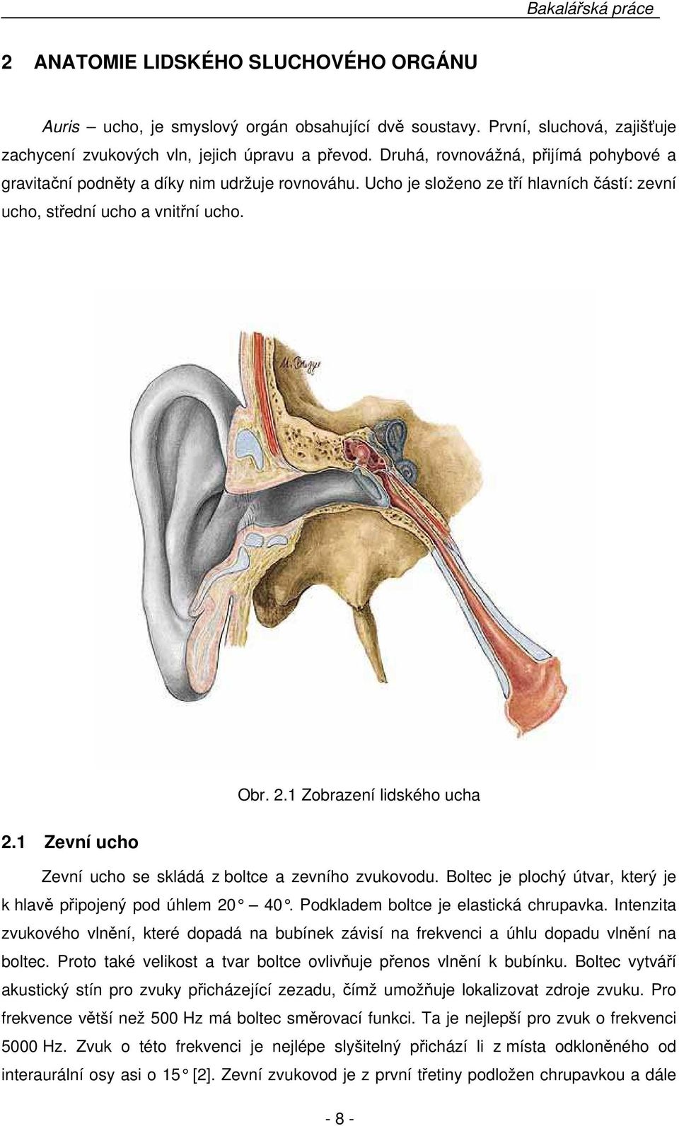 1 Zobrazení lidského ucha 2.1 Zevní ucho Zevní ucho se skládá z boltce a zevního zvukovodu. Boltec je plochý útvar, který je k hlavě připojený pod úhlem 20 40.