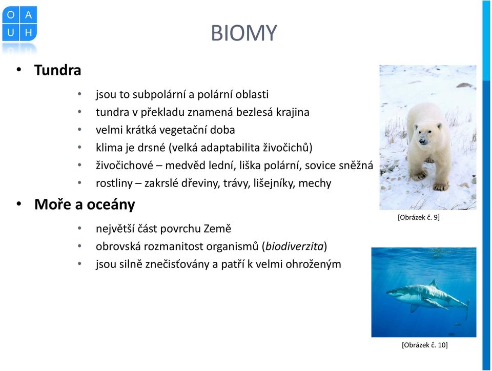 polární, sovice sněžná rostliny zakrslé dřeviny, trávy, lišejníky, mechy největší část povrchu Země