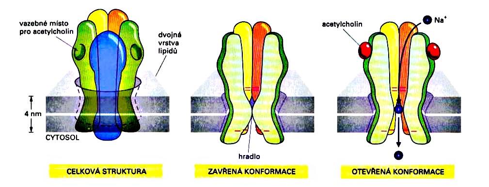 Chemicky řízené iontové kanálky Otevírání a