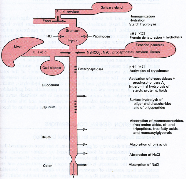 FUNKCE JEDNOTLIVÝCH ORGÁNŮ V TRÁVENÍ A ABSORPCI PANKREAS hlavní orgán