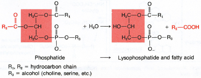 TRÁVENÍ FOSFOLIPIDŮ fosfolipasami, především fosfolipasou A2 (vyžaduje žlučové soli) mastné kyseliny a