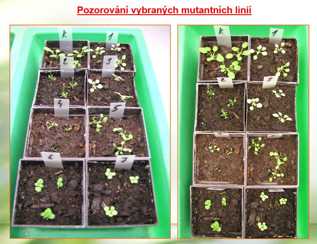 Experimenty 1) Pozorování štěpení recesivně