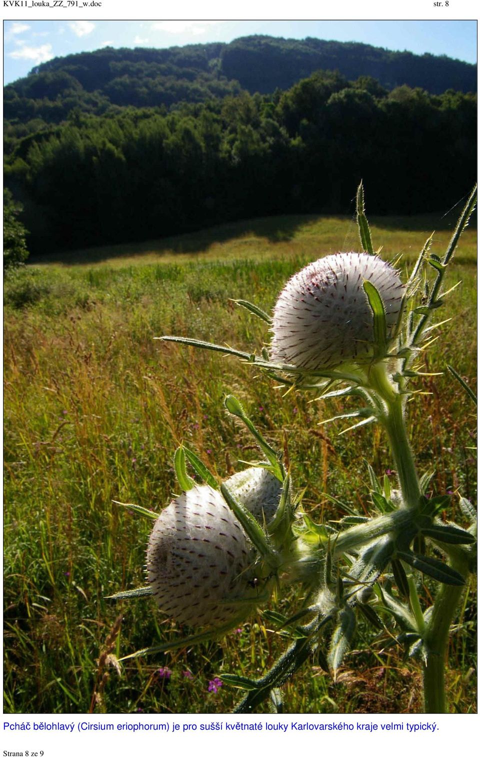 eriophorum) je pro sušší květnaté