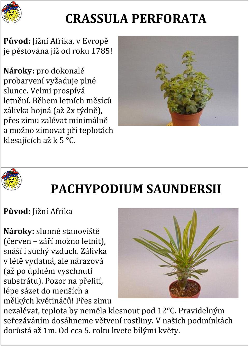 CRASSULA PERFORATA Původ: Jižní Afrika PACHYPODIUM SAUNDERSII Nároky: slunné stanoviště (červen září možno letnit), snáší i suchý vzduch.