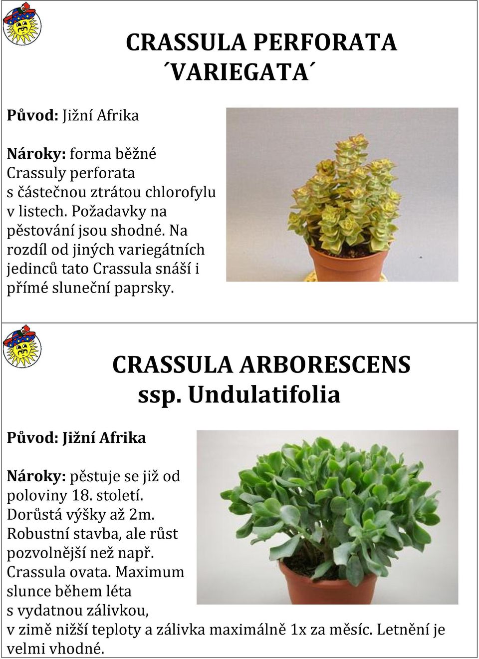 CRASSULA PERFORATA VARIEGATA Původ: Jižní Afrika CRASSULA ARBORESCENS ssp. Undulatifolia Nároky: pěstuje se již od poloviny 18. století.