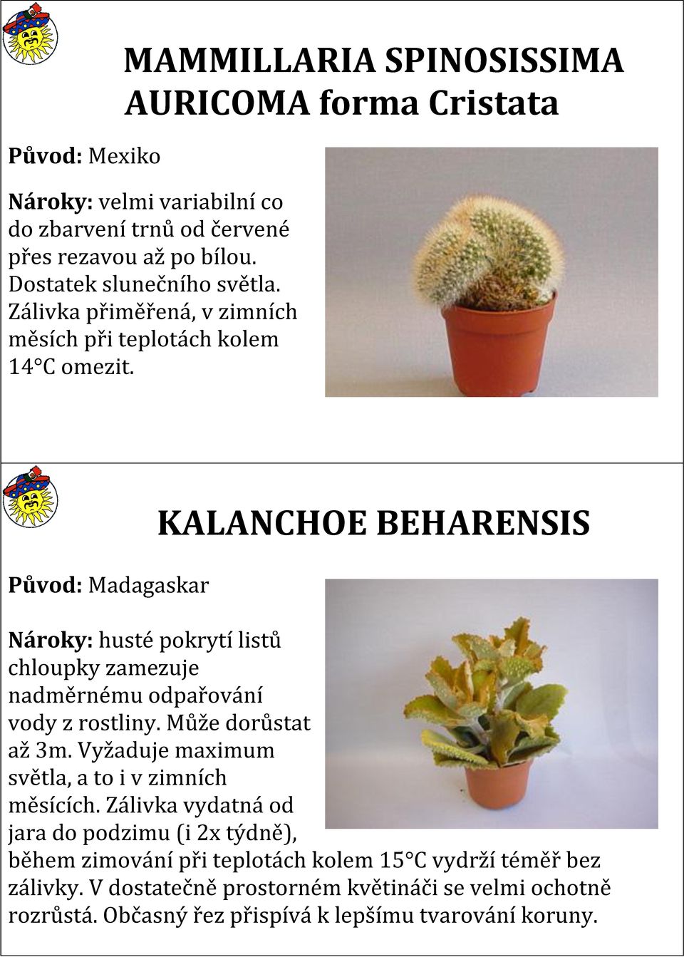 Původ: Madagaskar KALANCHOE BEHARENSIS Nároky: husté pokrytí listů chloupky zamezuje nadměrnému odpařování vody z rostliny. Může dorůstat až 3m.