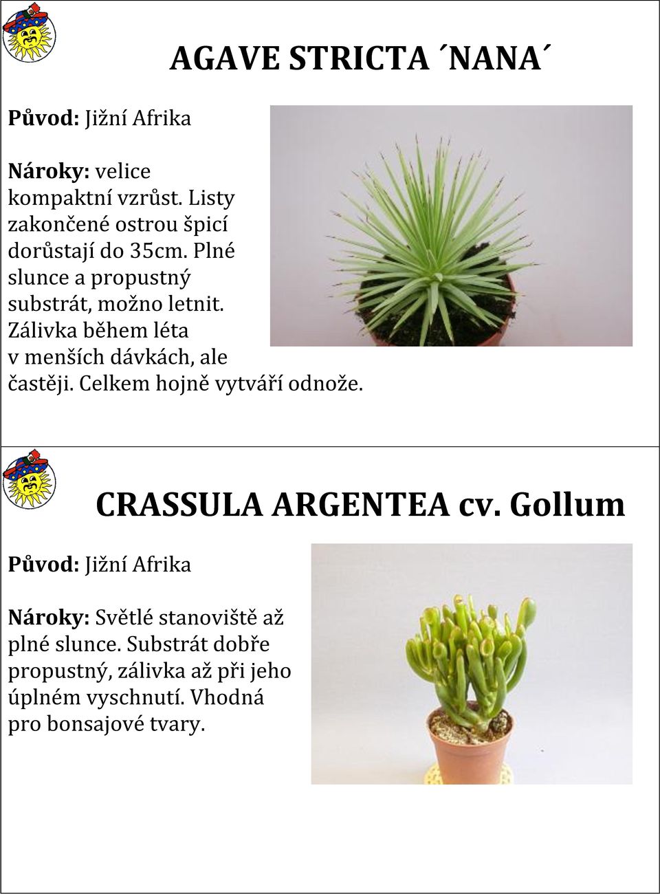 Zálivka během léta v menších dávkách, ale častěji. Celkem hojně vytváří odnože. CRASSULA ARGENTEA cv.