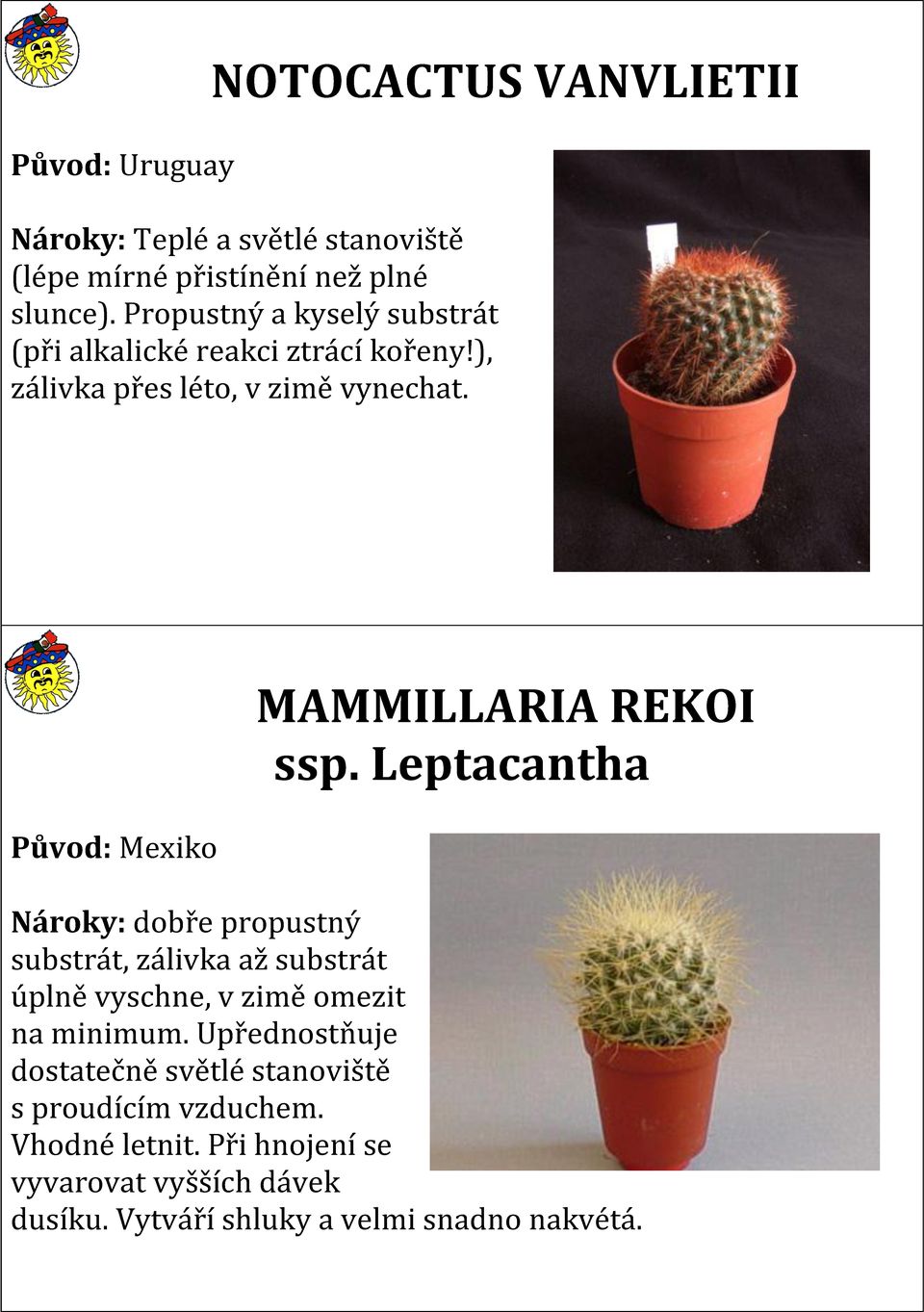 Původ: Mexiko MAMMILLARIA REKOI ssp.