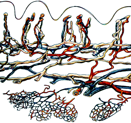 Arterie se větví na kapiláry, mikroskopické větévky, které hustě prostupují každý orgán, každou tkáň.