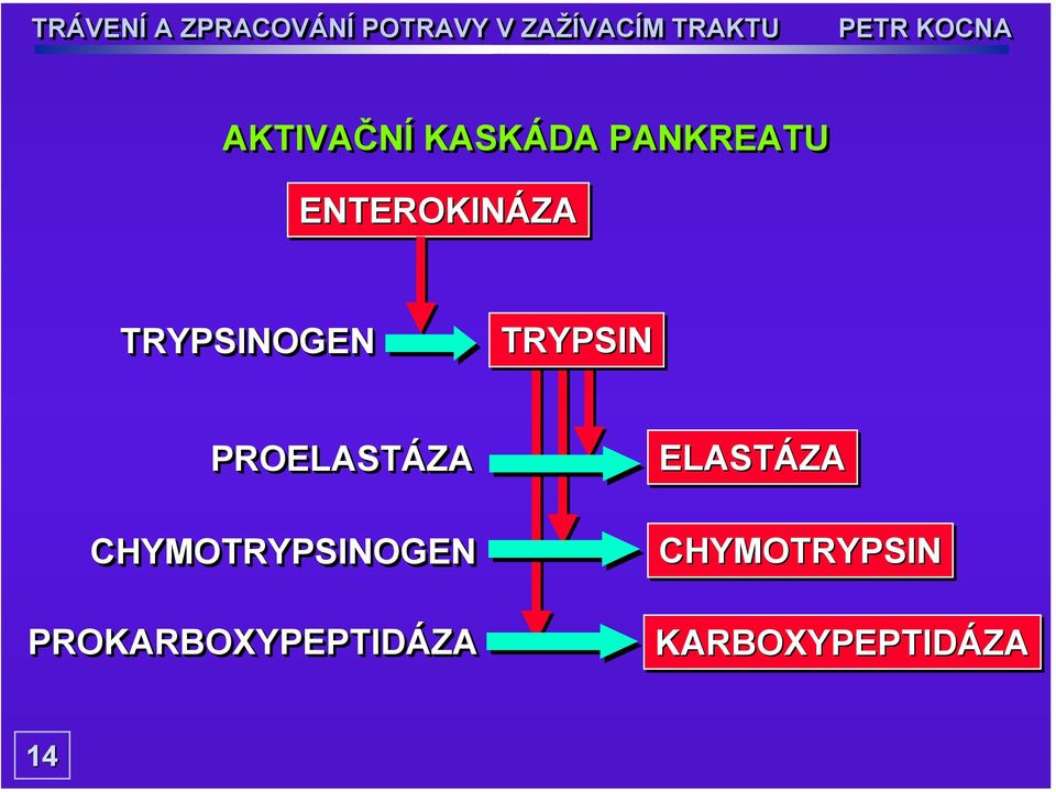 PROELASTÁZA CHYMOTRYPSINOGEN