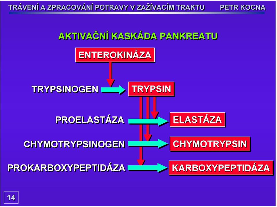 PROELASTÁZA CHYMOTRYPSINOGEN