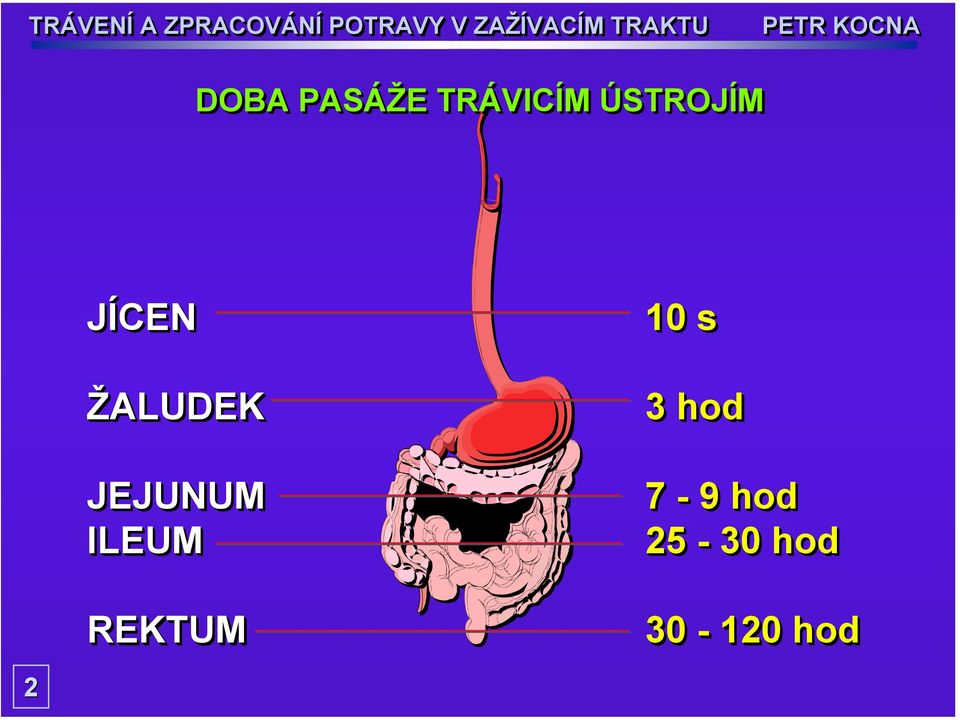 JEJUNUM ILEUM REKTUM 10 s