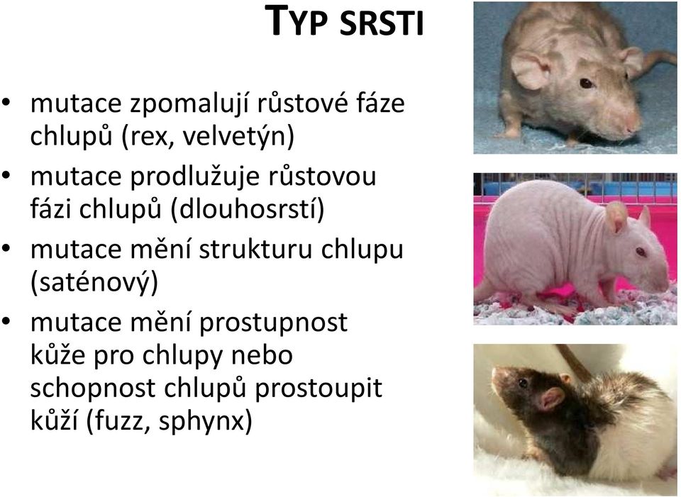 (dlouhosrstí) mutace mění strukturu chlupu (saténový) mutace