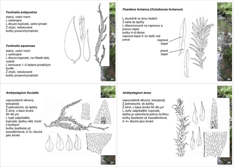 špičky L diferencované na nepravou a pravou čepel buňky 4 6-tiboké nepravá čepel 2 3x delší než pravá nepravá čepel pravá čepel 26 Amblystegium fluviatile nepravidelně větvený, bokoplodý Ž
