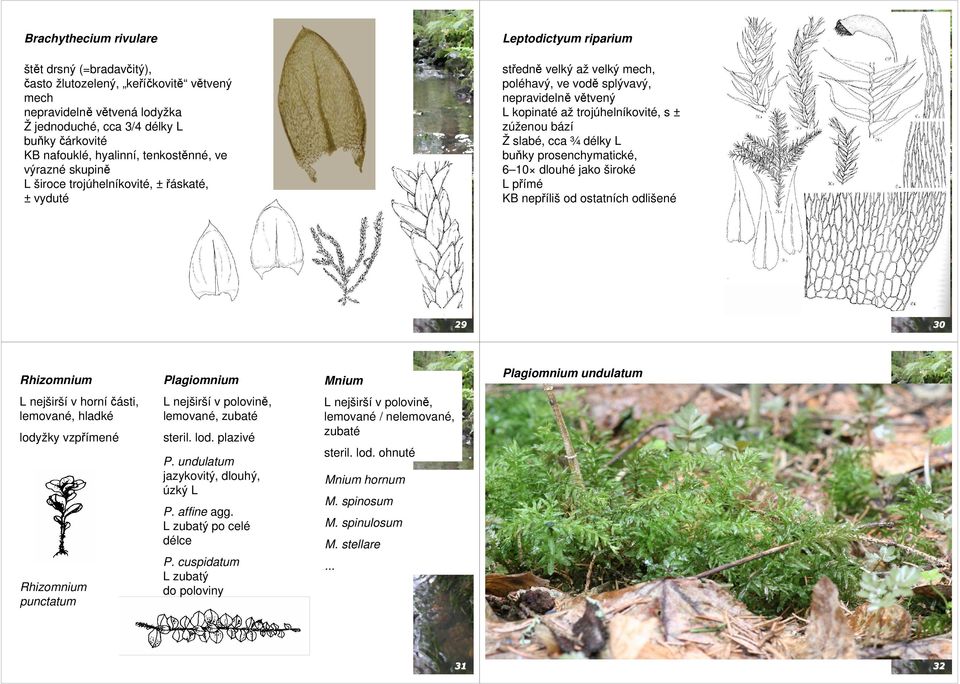 trojúhelníkovité, s ± zúženou bází Ž slabé, cca ¾ délky L buňky prosenchymatické, 6 10 dlouhé jako široké L přímé KB nepříliš od ostatních odlišené 29 30 Rhizomnium Plagiomnium Mnium Plagiomnium
