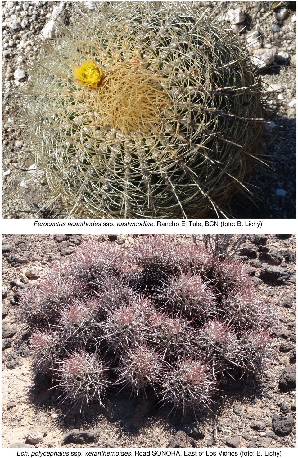 Lichý) Ech. polycephalus ssp.