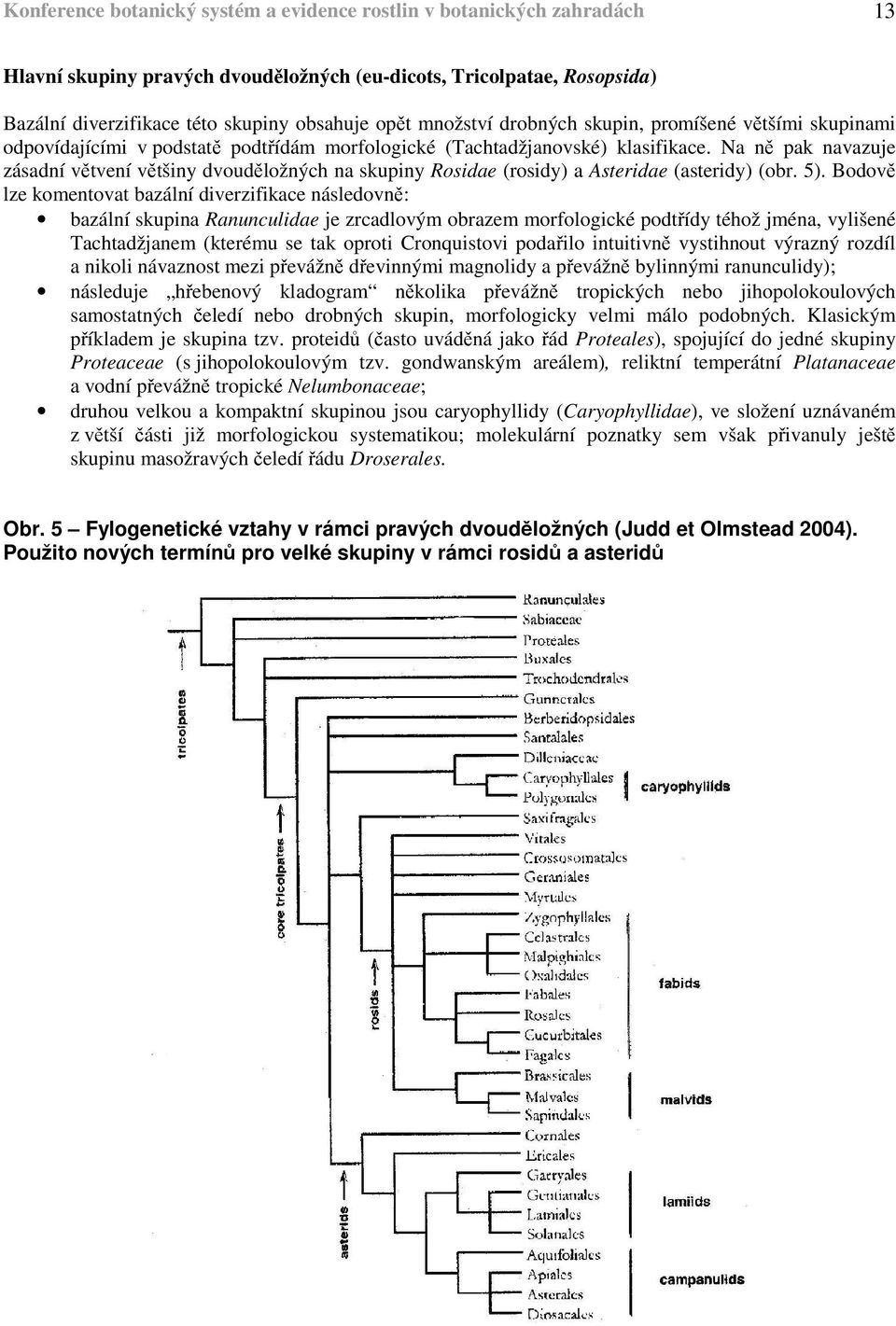 Na ně pak navazuje zásadní větvení většiny dvouděložných na skupiny Rosidae (rosidy) a Asteridae (asteridy) (obr. 5).