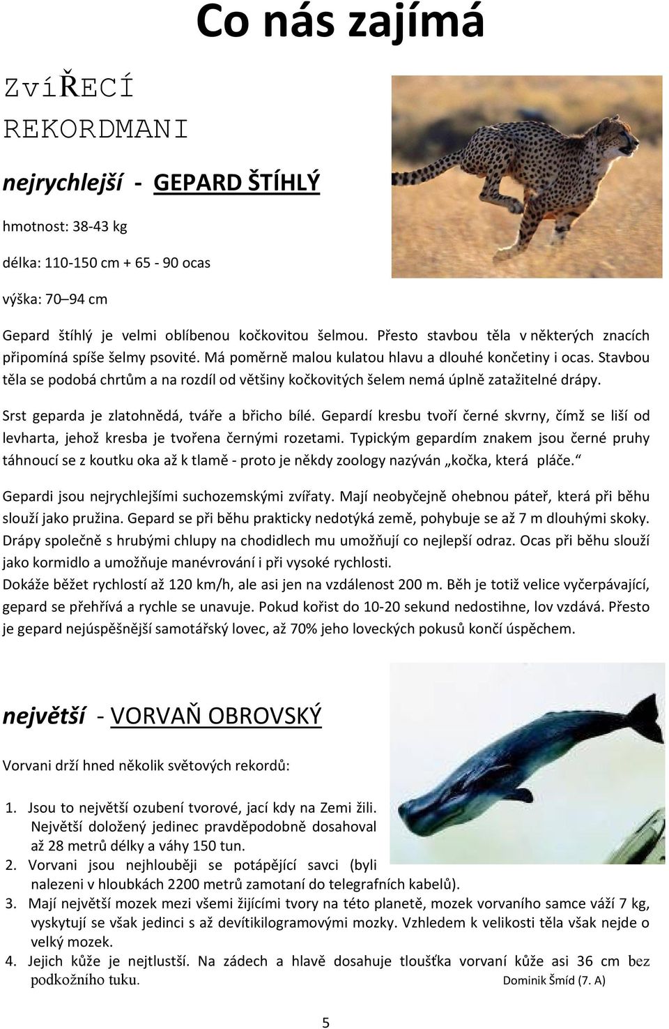Stavbou těla se podobá chrtům a na rozdíl od většiny kočkovitých šelem nemá úplně zatažitelné drápy. Srst geparda je zlatohnědá, tváře a břicho bílé.
