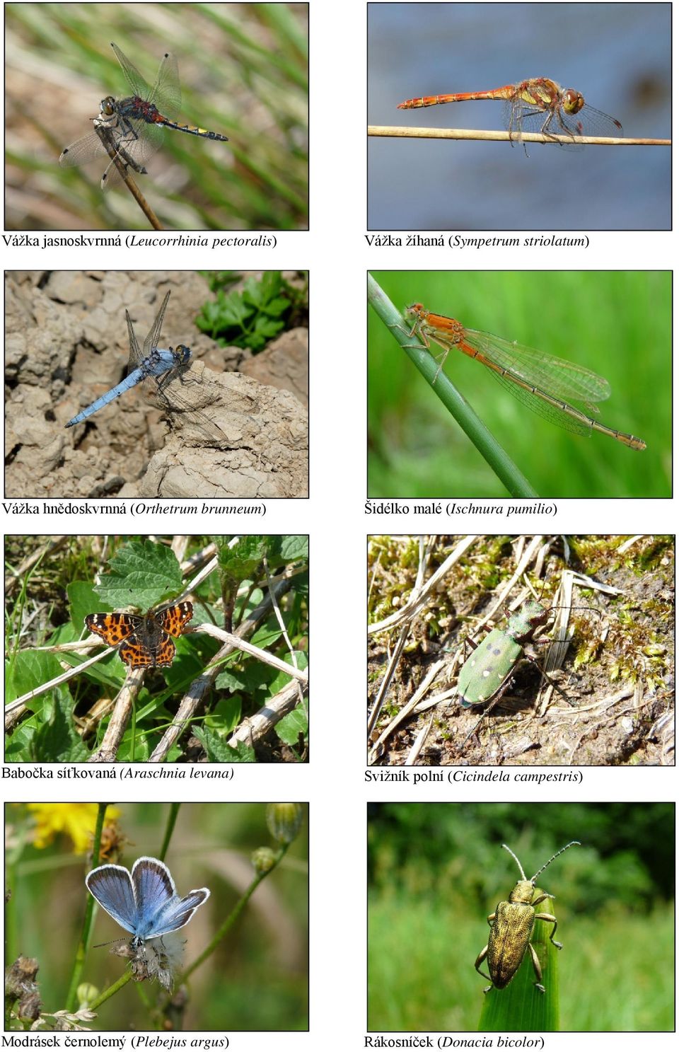 (Ischnura pumilio) Babočka síťkovaná (Araschnia levana) Svižník polní