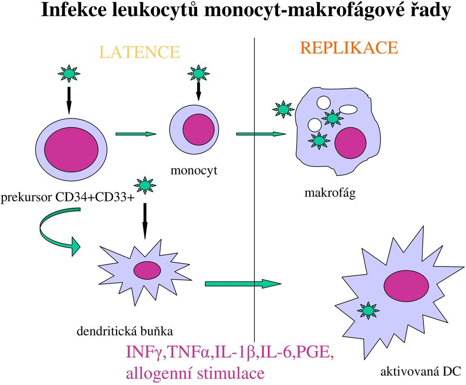 monocyt makrofág dendritická buňka