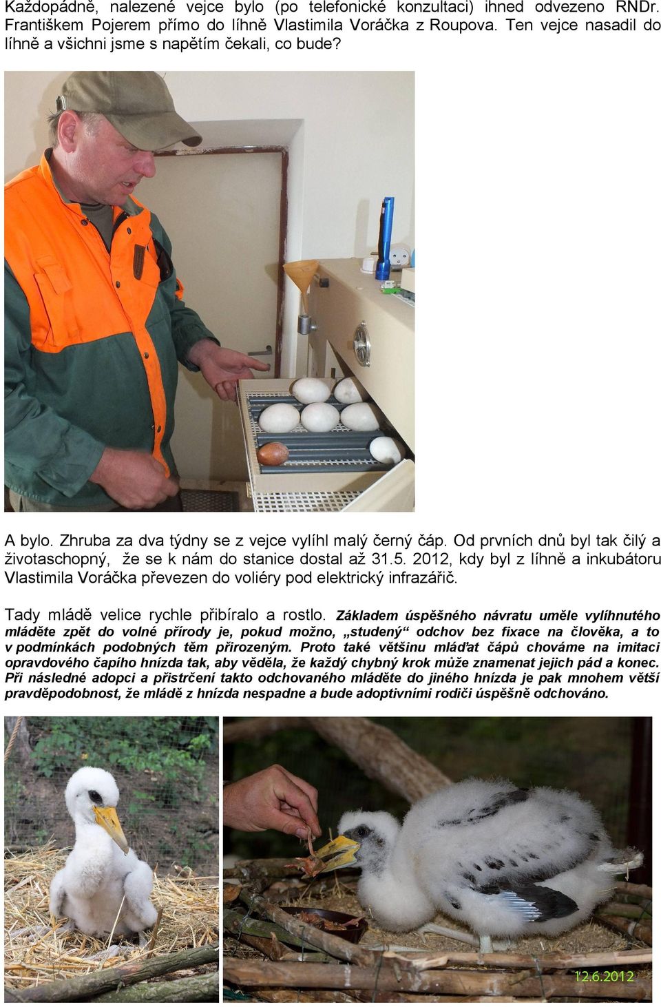Od prvních dnů byl tak čilý a životaschopný, že se k nám do stanice dostal až 31.5. 2012, kdy byl z líhně a inkubátoru Vlastimila Voráčka převezen do voliéry pod elektrický infrazářič.