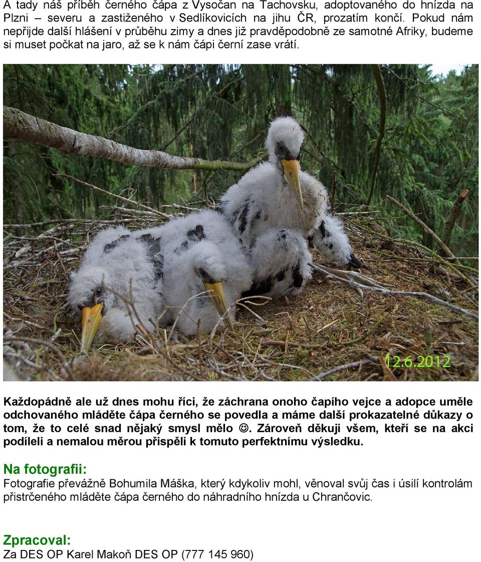 Každopádně ale už dnes mohu říci, že záchrana onoho čapího vejce a adopce uměle odchovaného mláděte čápa černého se povedla a máme další prokazatelné důkazy o tom, že to celé snad nějaký smysl mělo.