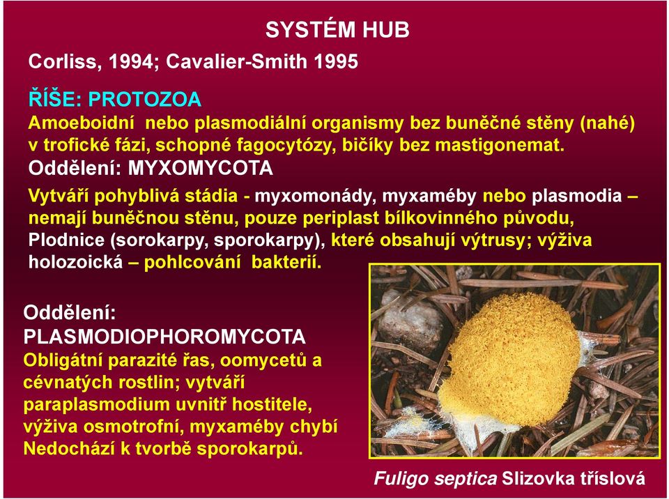 Oddělení: MYXOMYCOTA Vytváří pohyblivá stádia - myxomonády, myxaméby nebo plasmodia nemají buněčnou stěnu, pouze periplast bílkovinného původu, Plodnice