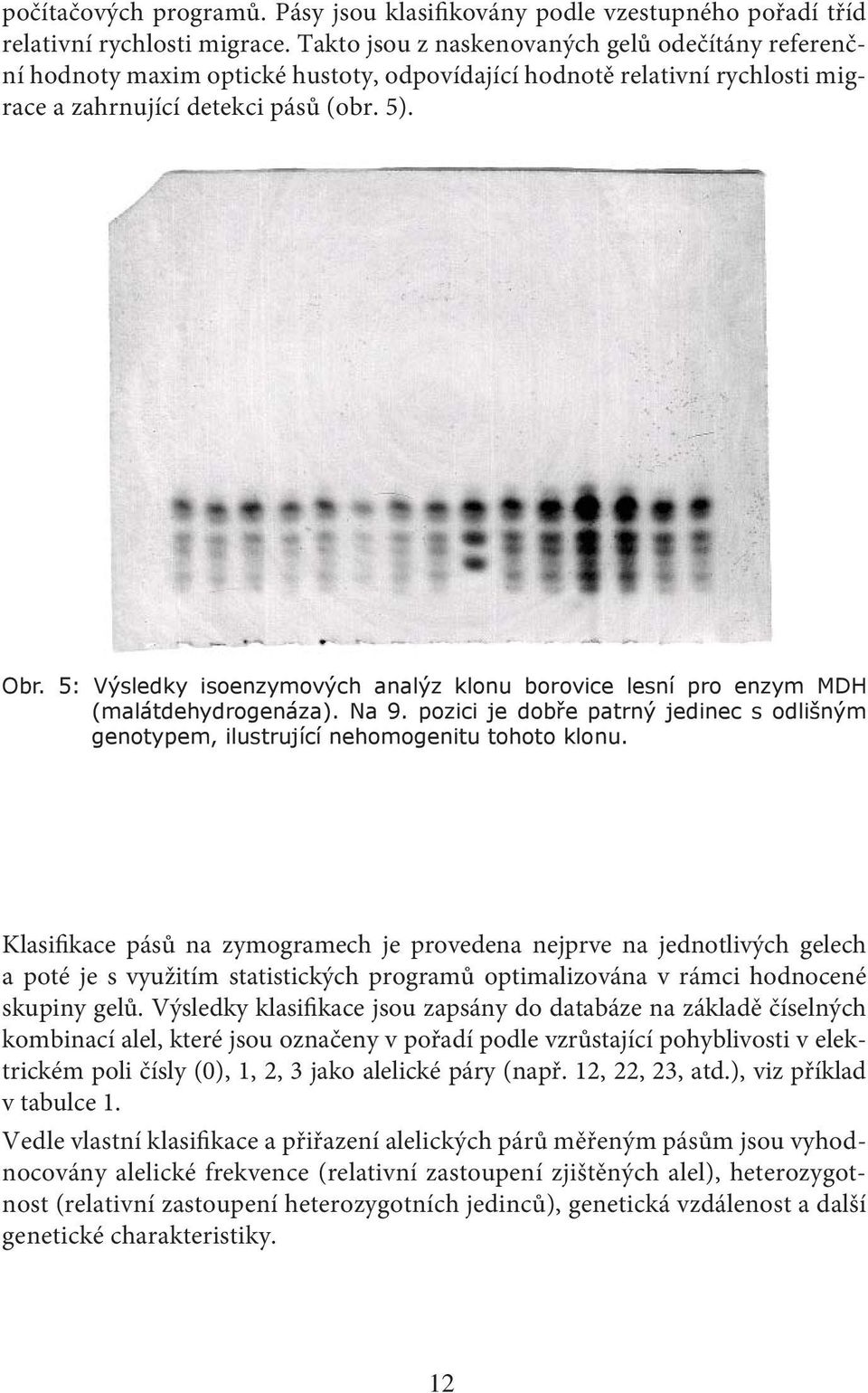5: Výsledky isoenzymových analýz klonu borovice lesní pro enzym MDH (malátdehydrogenáza). Na 9. pozici je dobře patrný jedinec s odlišným genotypem, ilustrující nehomogenitu tohoto klonu.