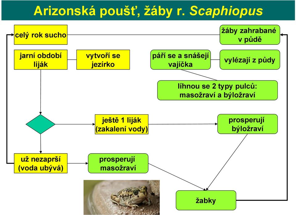 se jezírko páří se a snášejí vajíčka vylézají z půdy líhnou se 2 typy